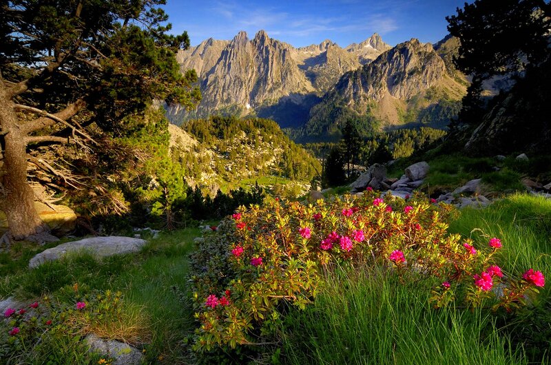 Pink Flowers in Mountain Valley — Green, Serene