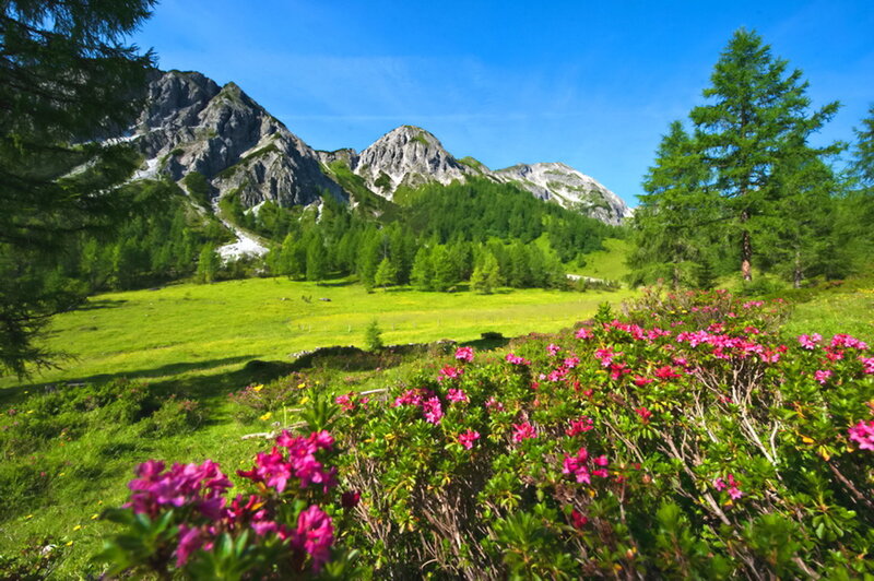 Pink Flowers in Mountain Valley — Green