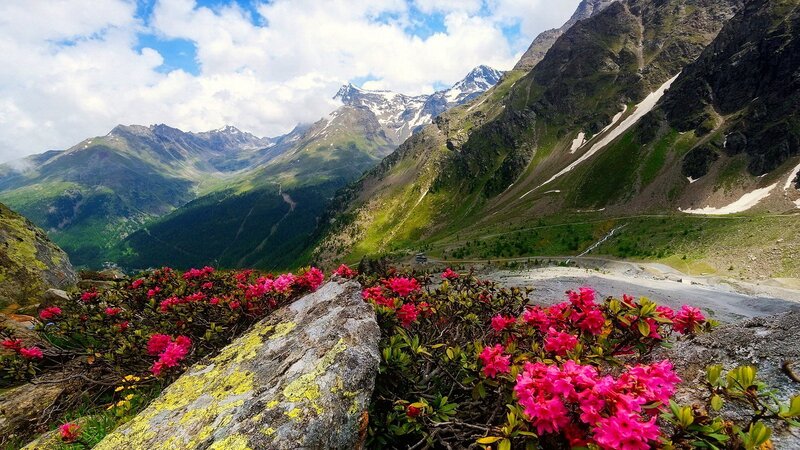 Pink Flowers in Mountain Valley — Serene, Summer