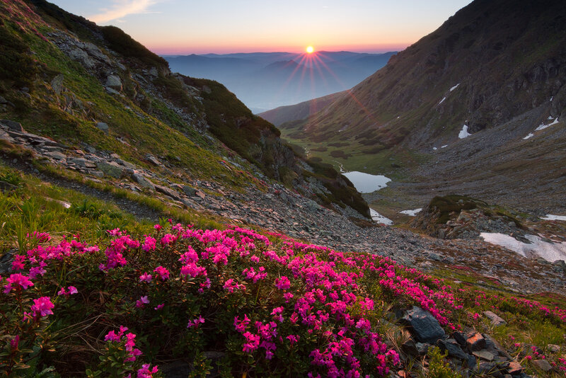 Pink Flowers in Mountain Valley — Serene
