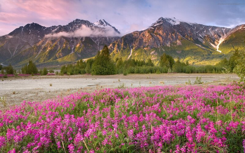 Pink flowers in mountain valley