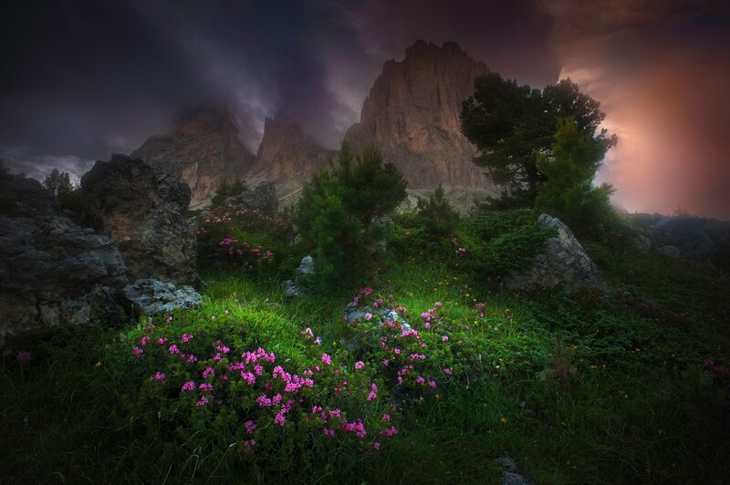 Pink Flowers in Mountains — Green, Dramatic