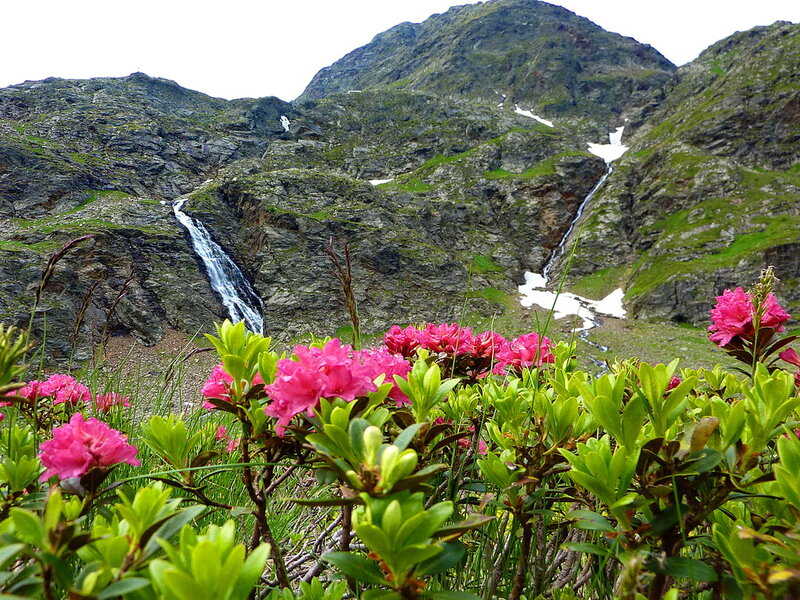 Pink Flowers in Mountains — Green, Serene, Summer