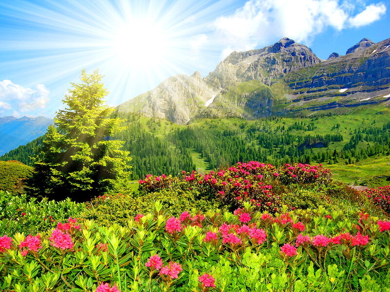 Pink Flowers in Mountains — Green, Serene