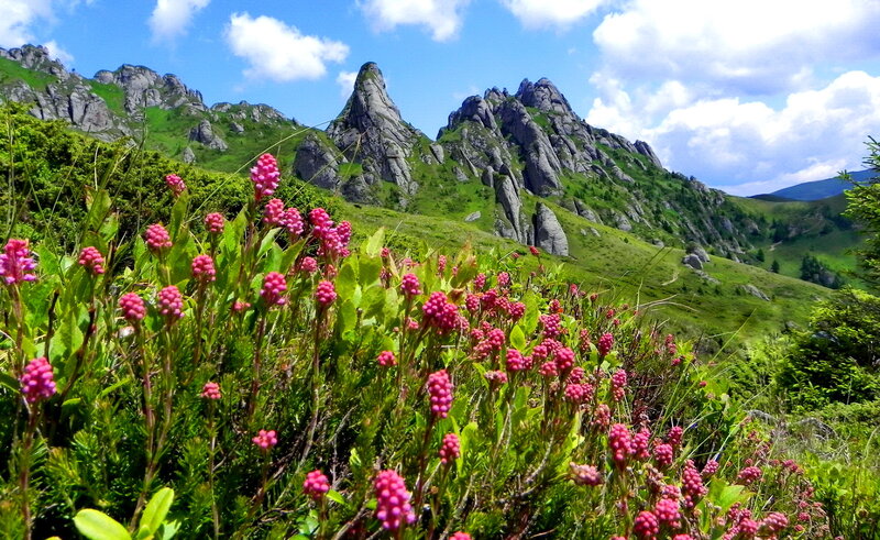 Pink Flowers in Mountains — Green