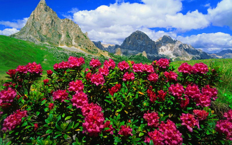 Pink Flowers in Mountains