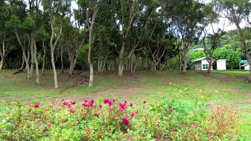 Pink Flowers in Park — Green