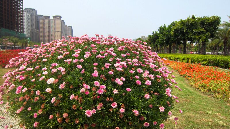 Pink Flowers in Park — Serene