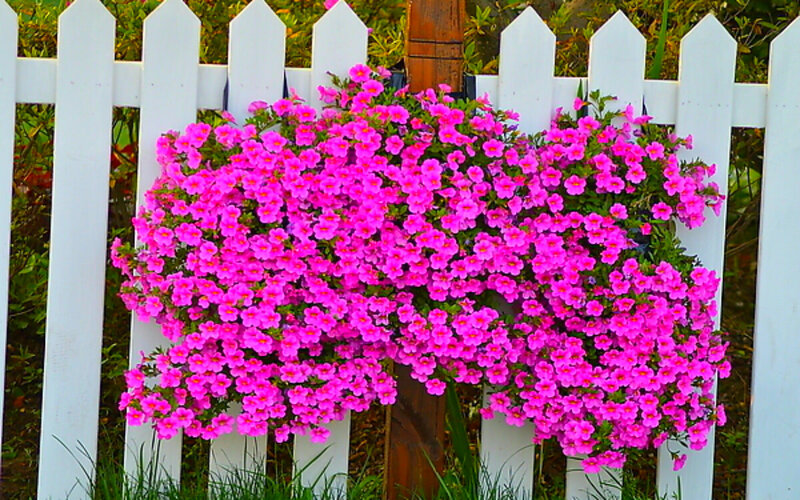 Pink Flowers in Planter — Calm, Afternoon