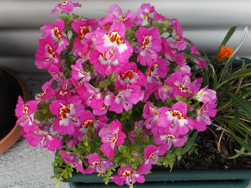 Pink Flowers in Planter — Calm
