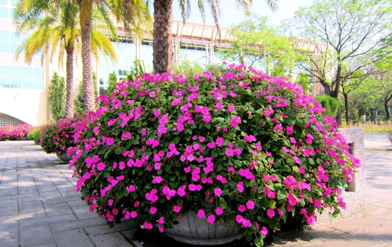 Pink Flowers in Planter — Serene