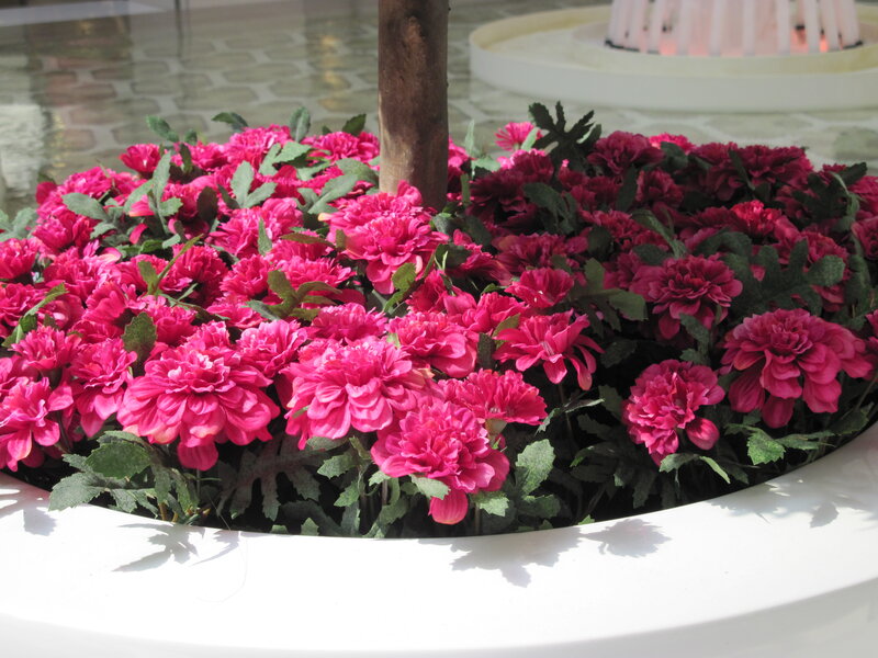 Pink Flowers in Planter