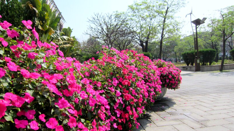 Pink Flowers in Planters