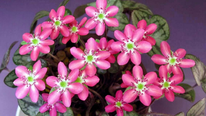 Pink Flowers in Pot — Calm, Photograph