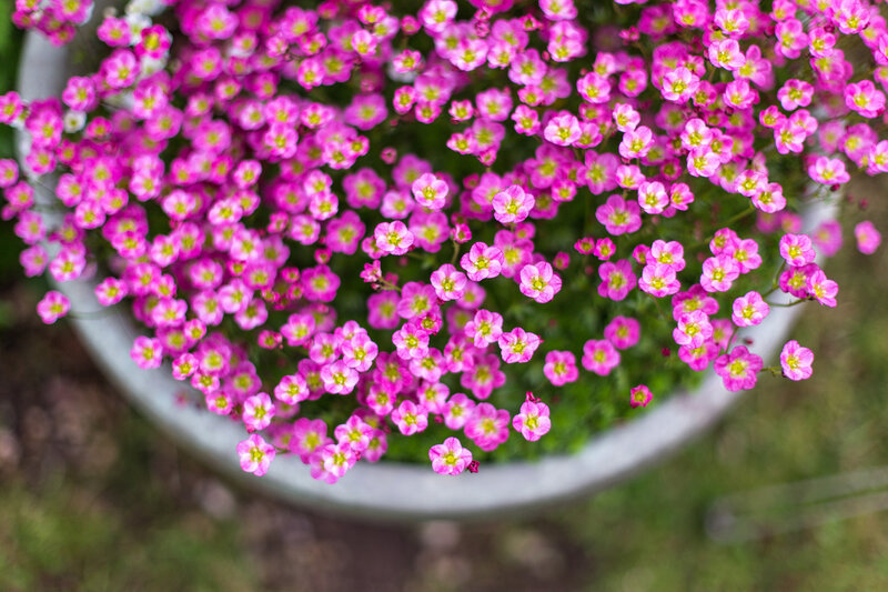 Pink Flowers in Pot — Calm, Spring