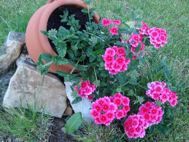 Pink Flowers in Pot — Calm