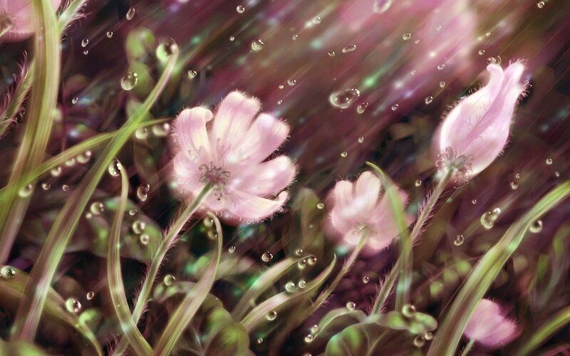 Pink flowers in rain