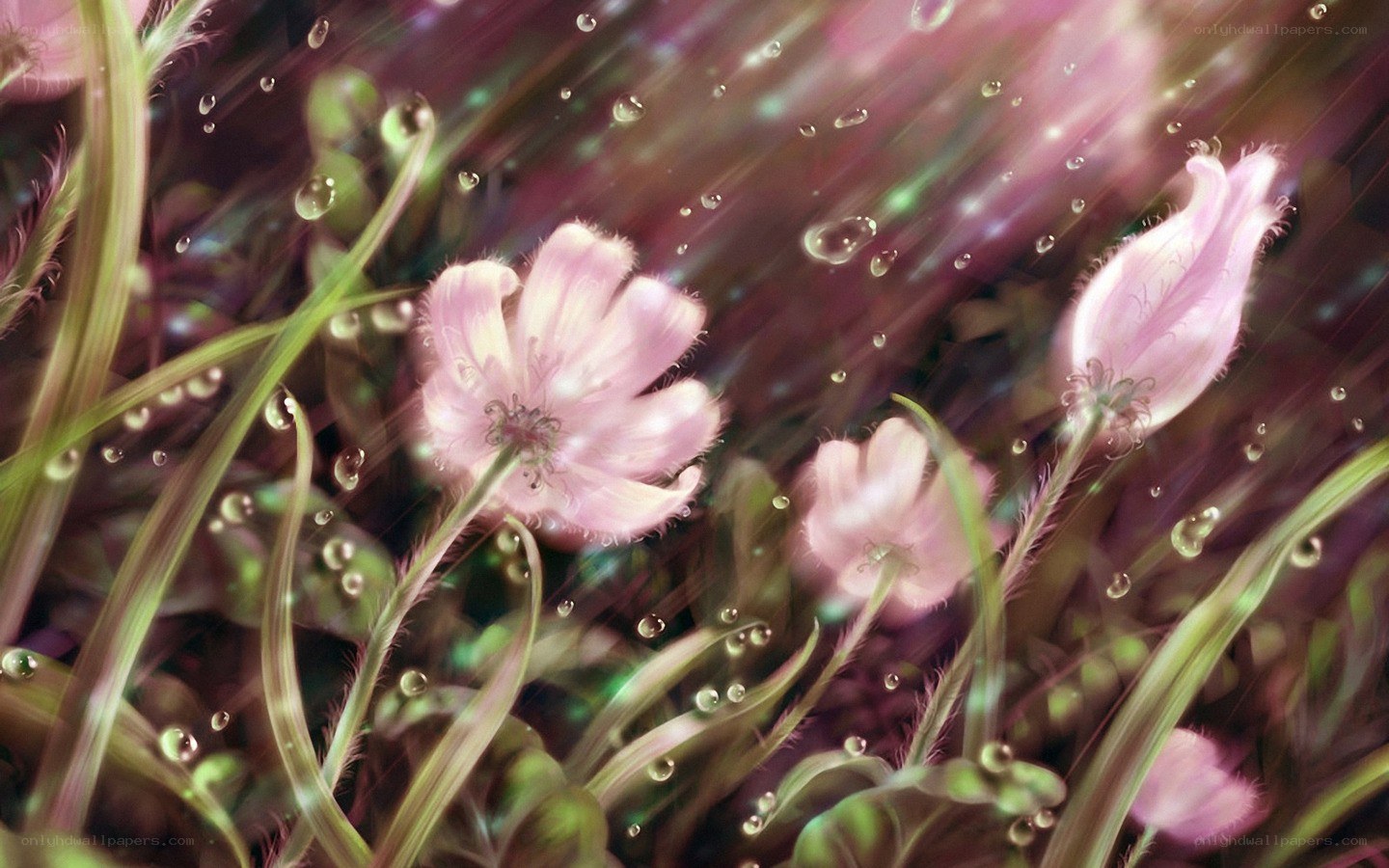 Pink flowers in rain