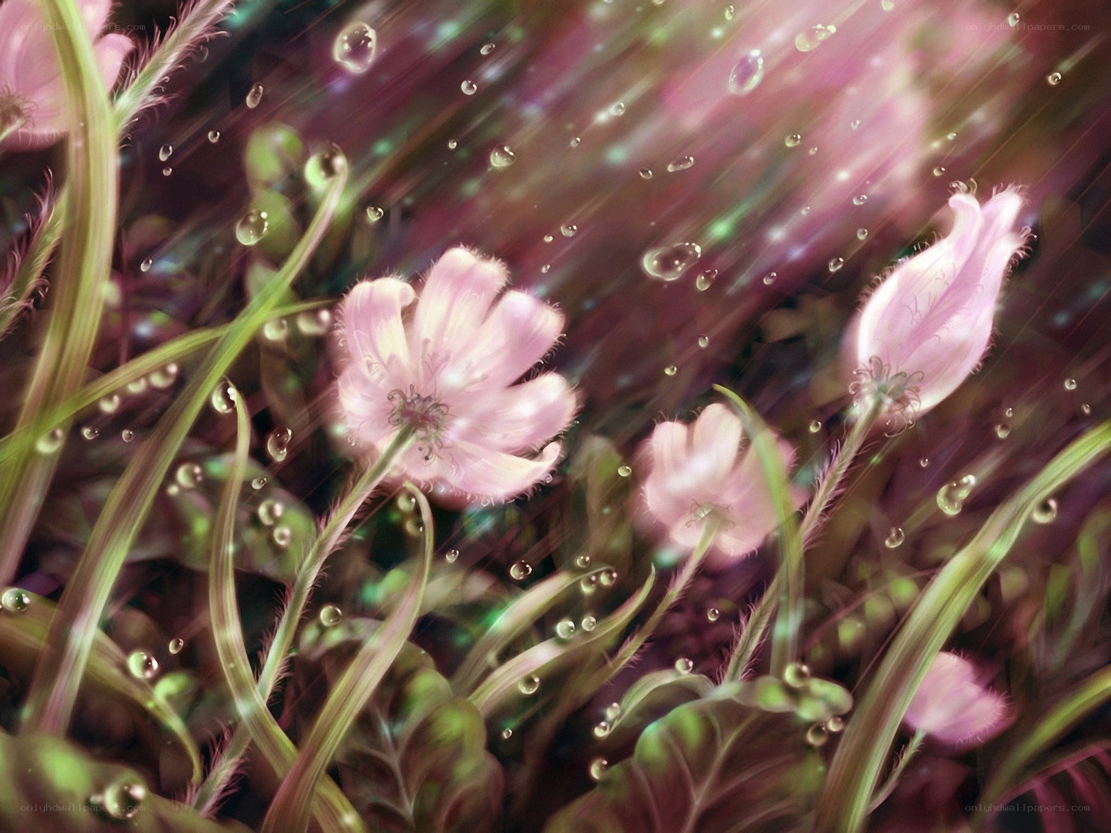 Pink flowers in rain