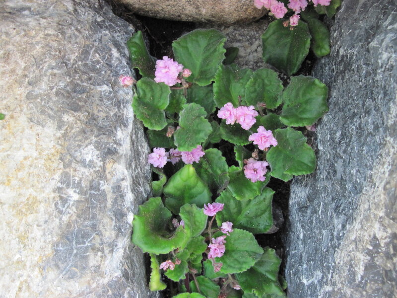 Pink Flowers in Rock Crevice — Green