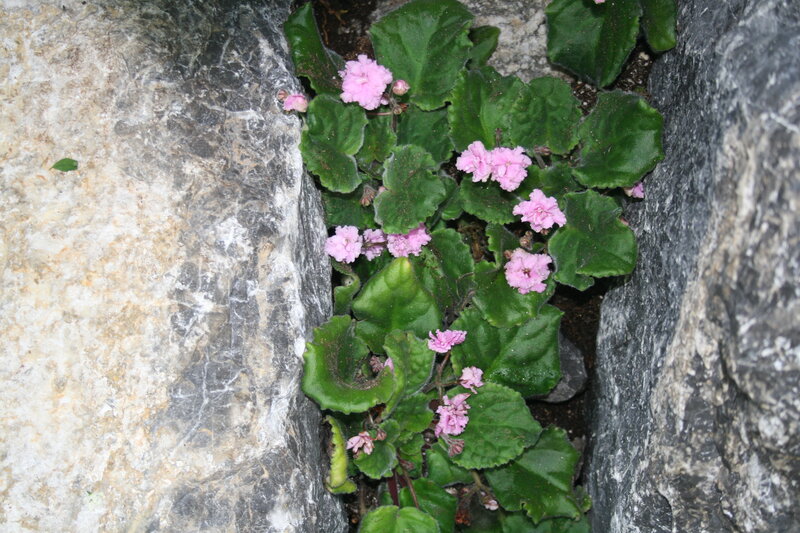 Pink Flowers in Rock Crevice