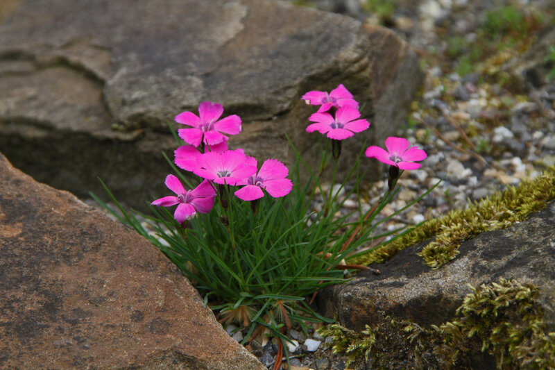 Pink Flowers in Rocks — Natural