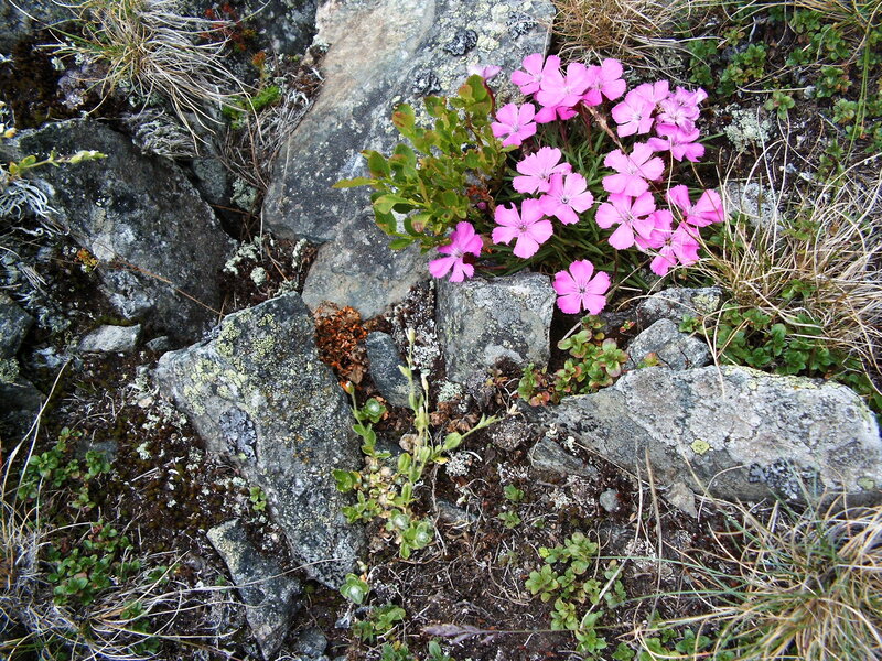Pink Flowers in Rocks