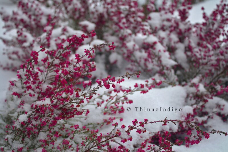 Pink Flowers in Snow — Calm