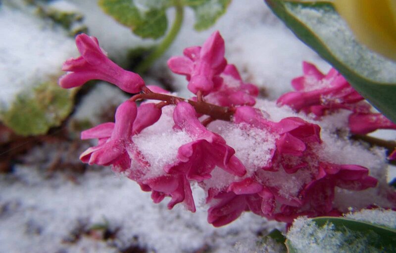 Pink Flowers in Snow — Calm, Winter