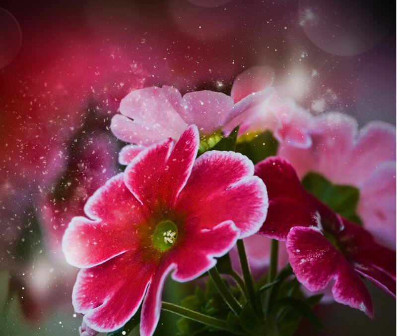 Pink Flowers in Snow — Dreamy