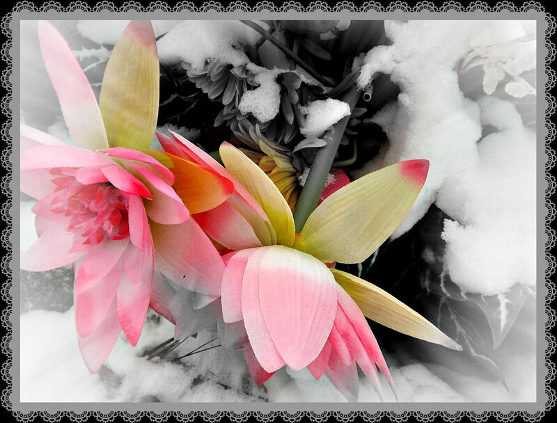 Pink Flowers in Snow — Serene, Winter