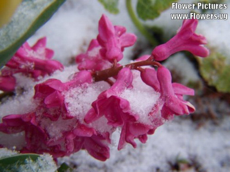 Pink Flowers in Snow