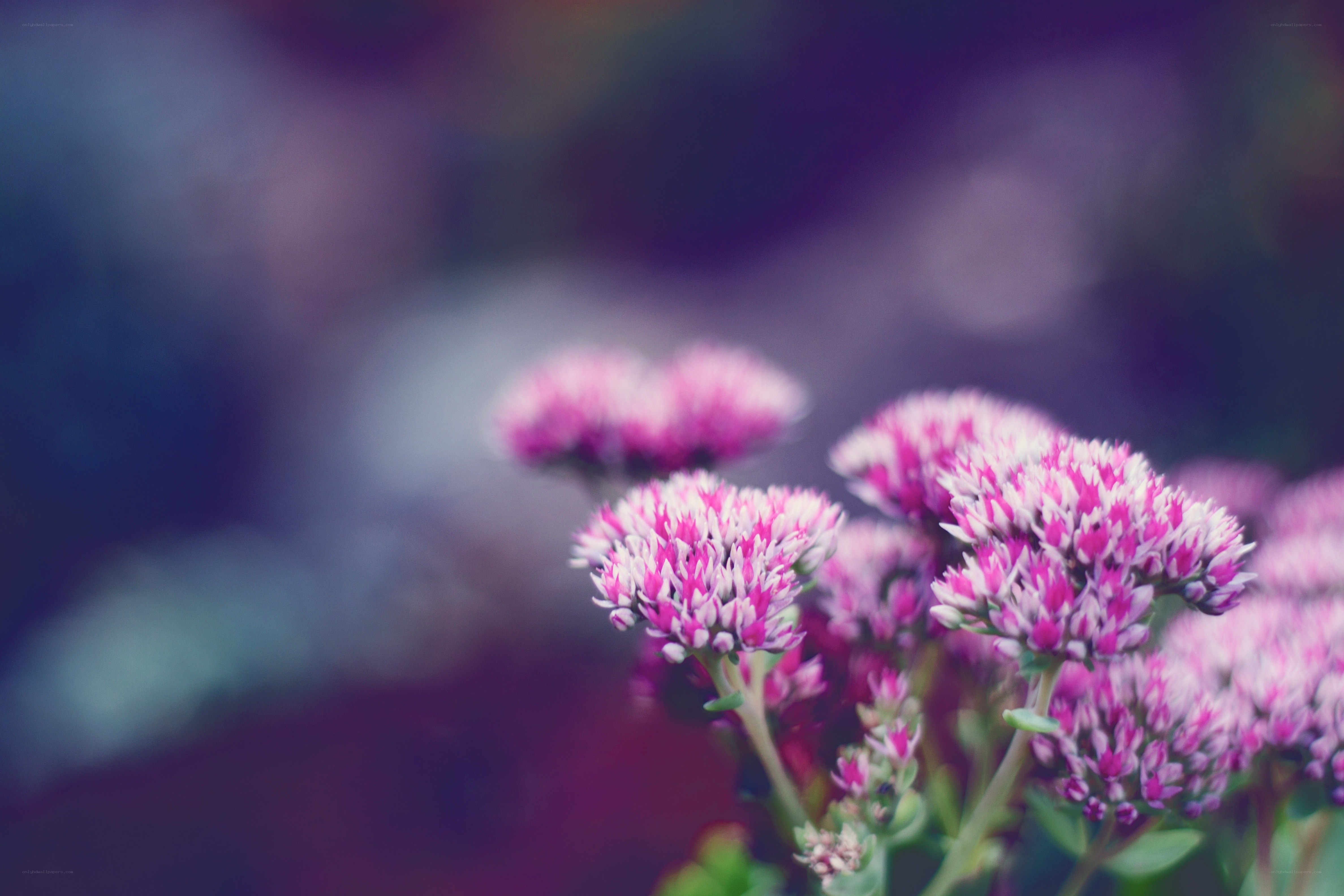 Pink flowers in soft focus