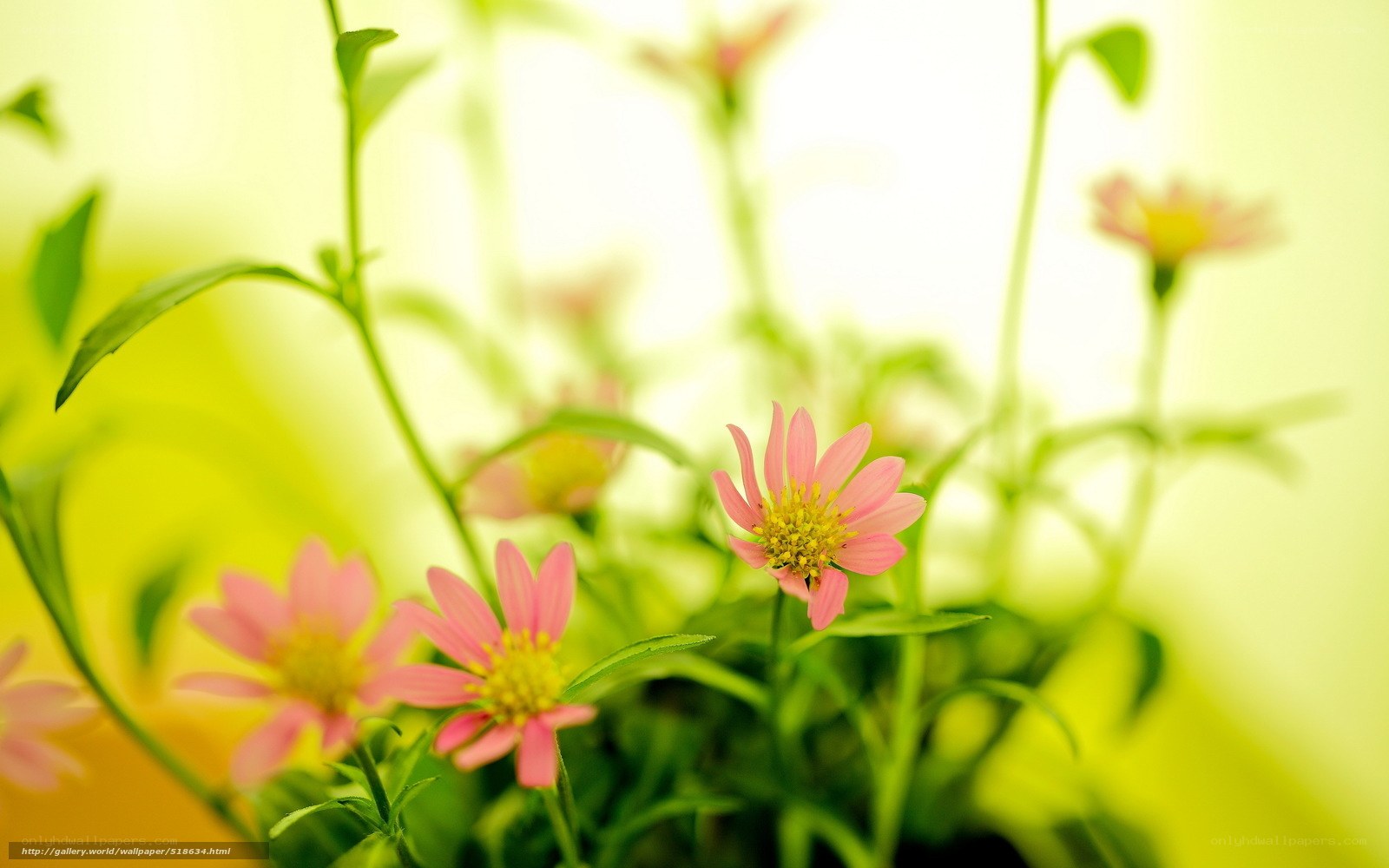 Pink flowers in soft focus