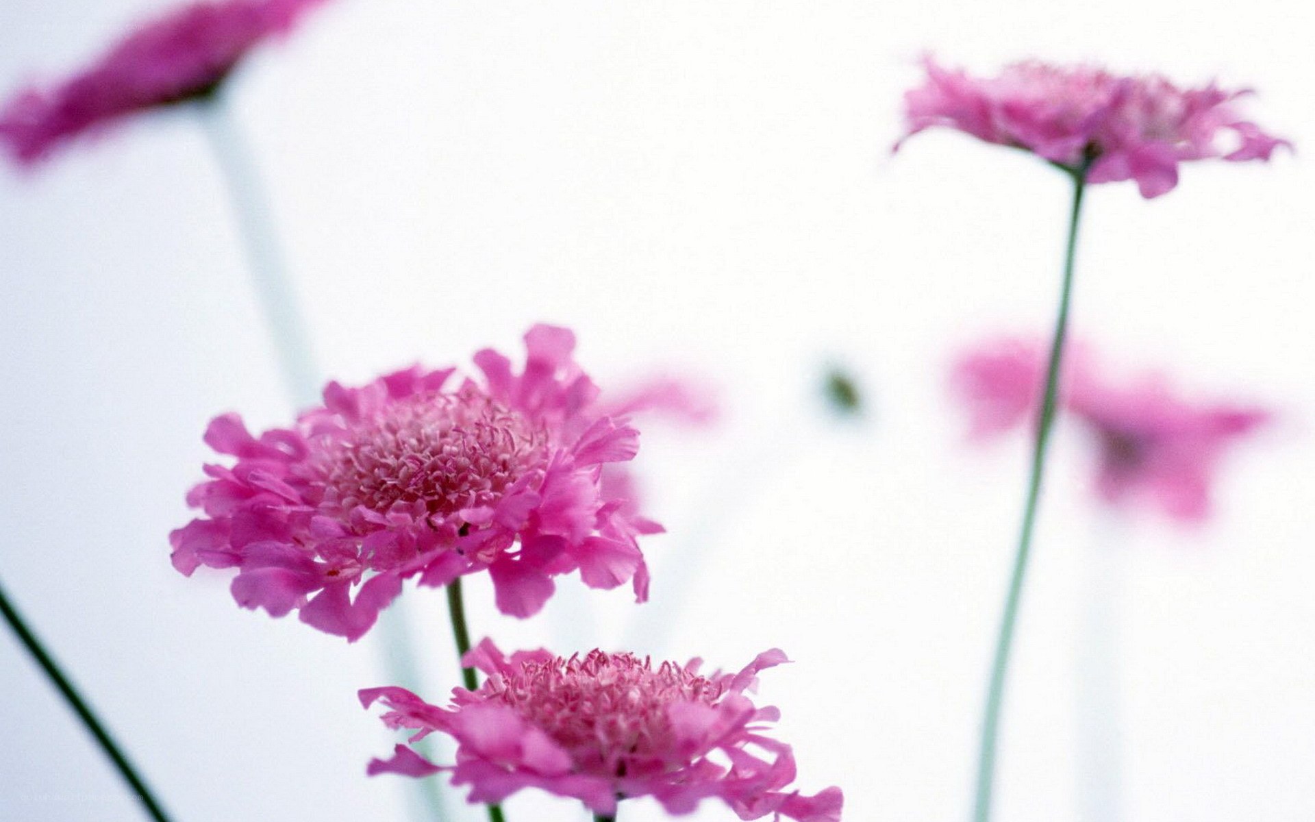 Pink flowers in soft focus