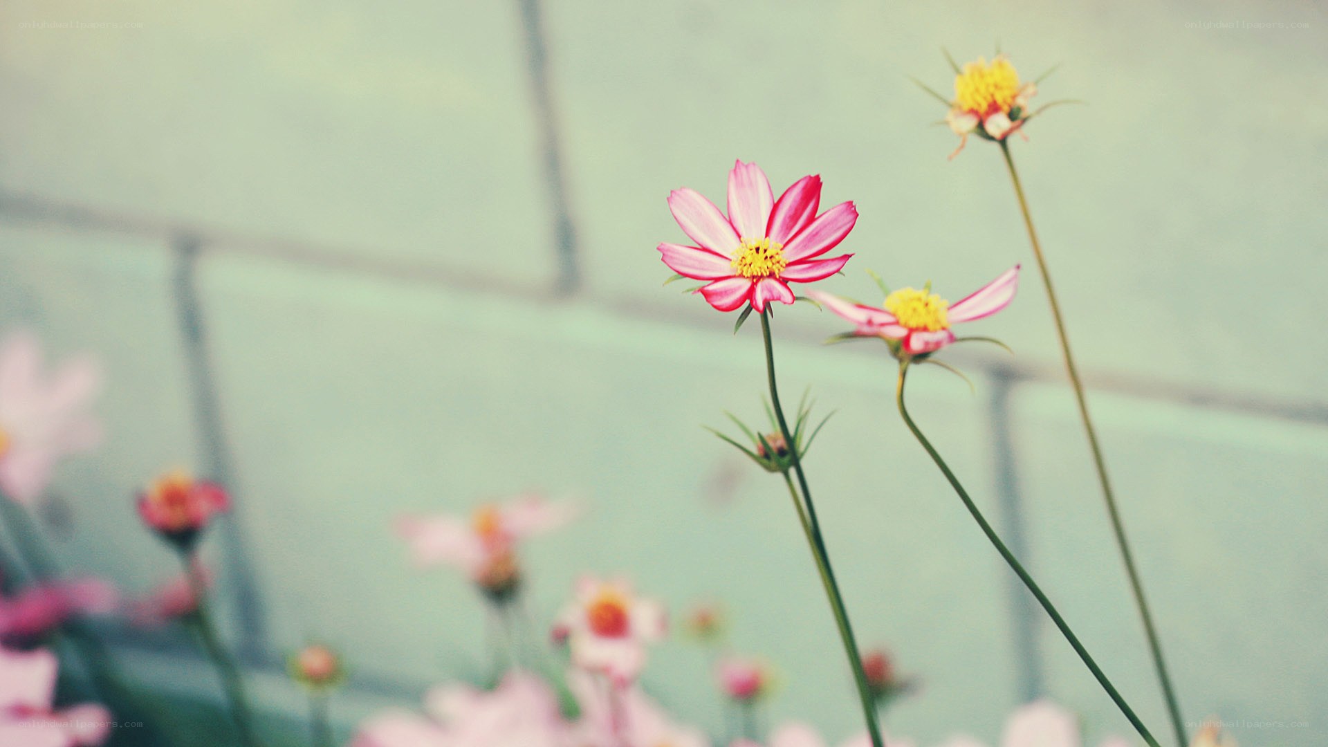 Pink flowers in soft focus