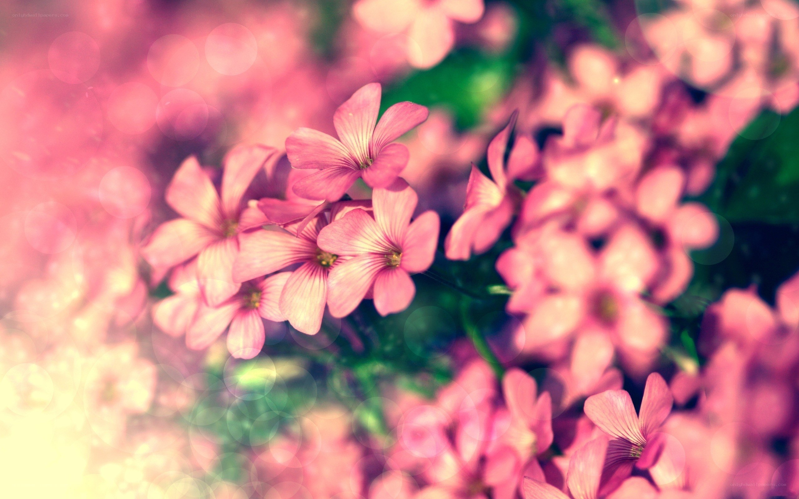Pink flowers in soft focus