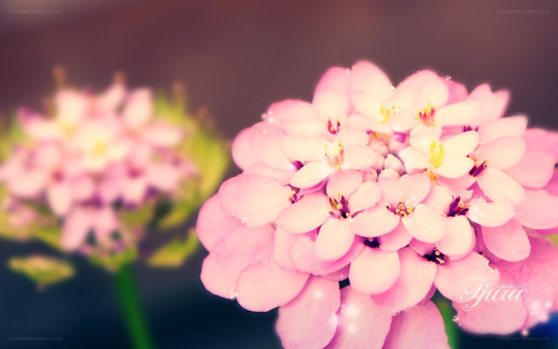 Pink flowers in soft focus