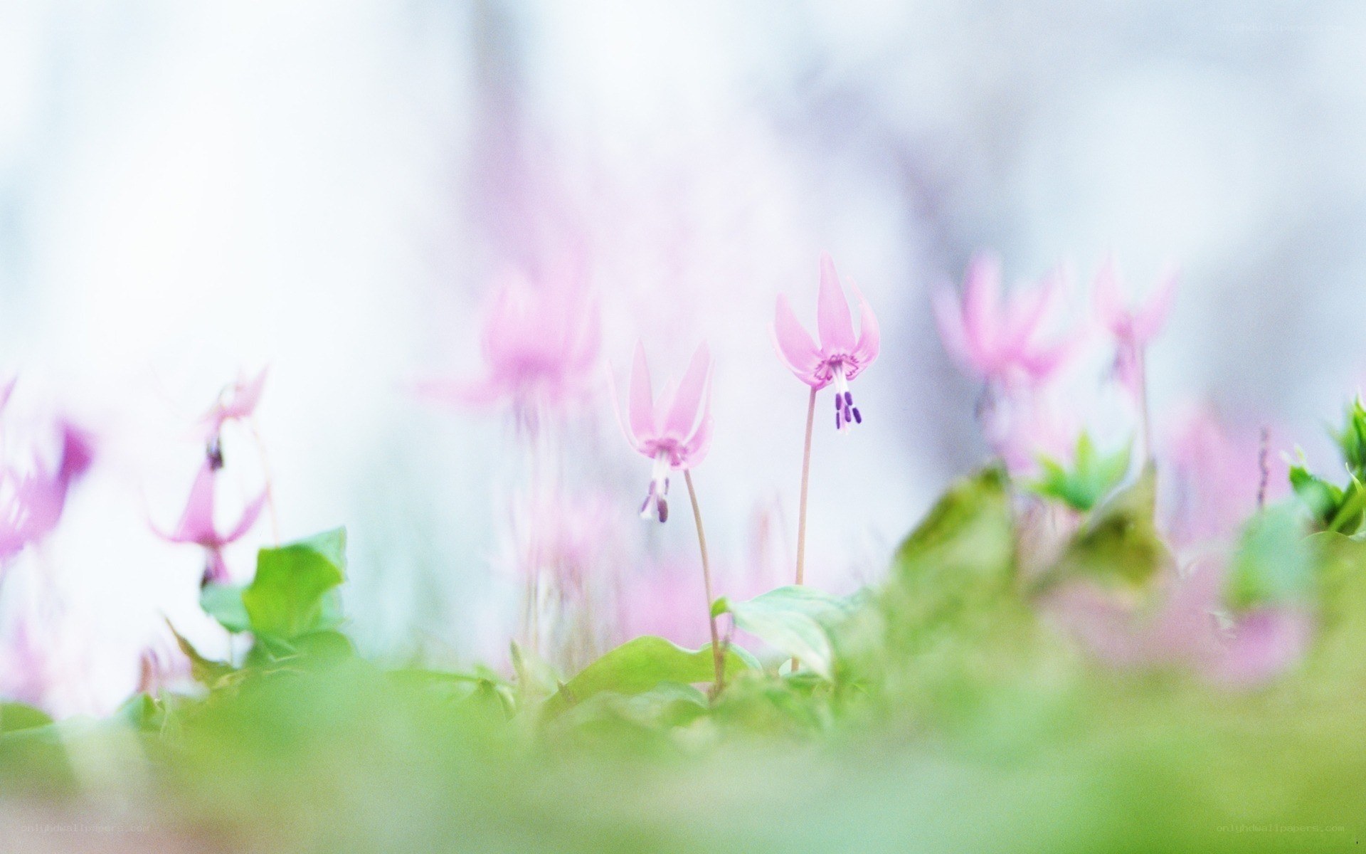 Pink flowers in soft focus