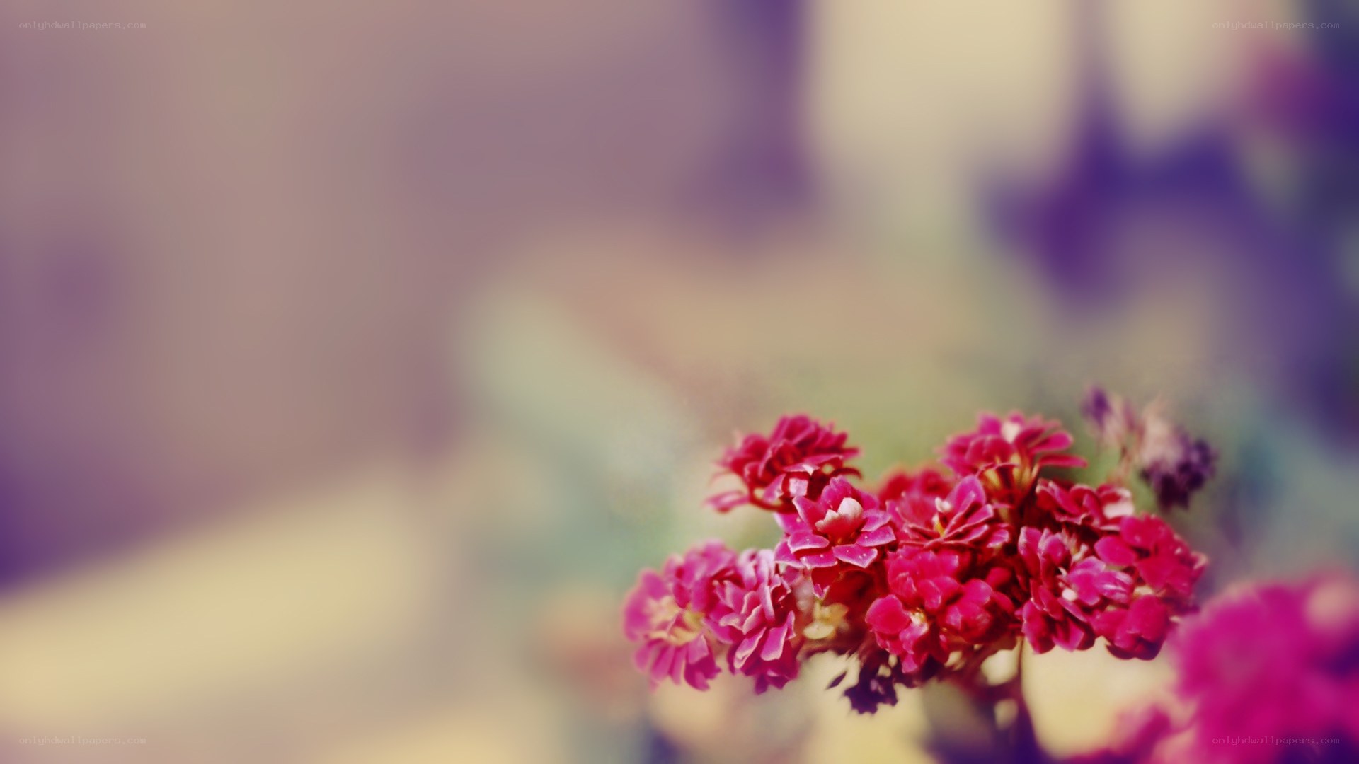 pink flowers in soft focus