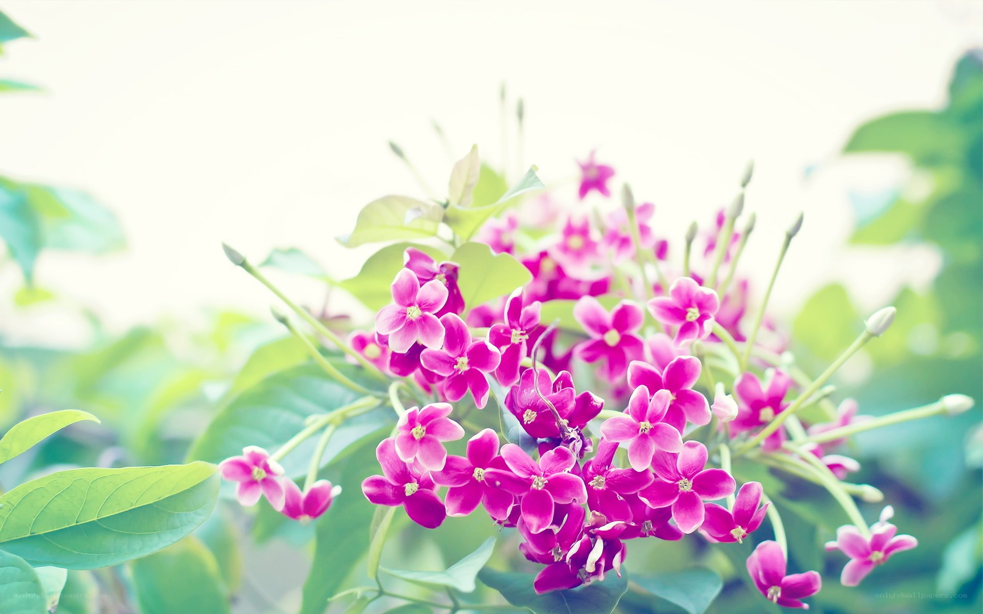 Pink flowers in soft focus