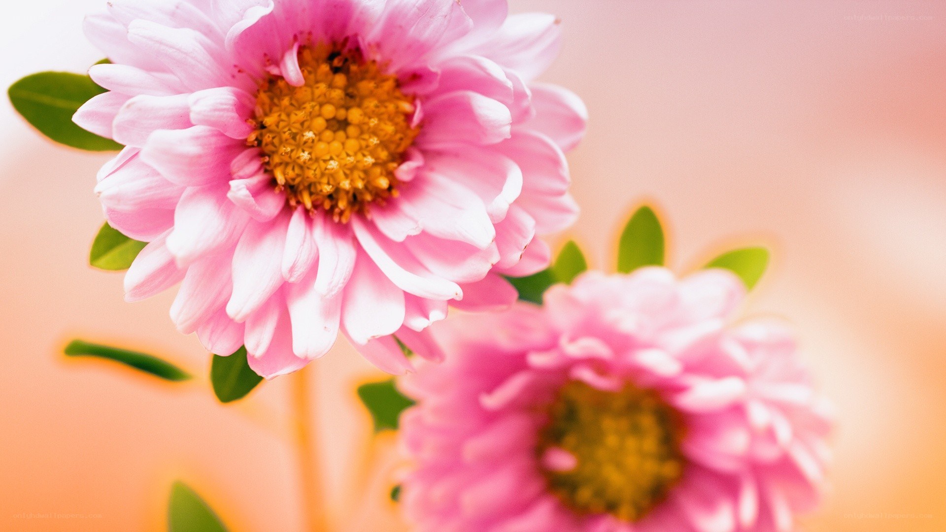 Pink flowers in soft focus