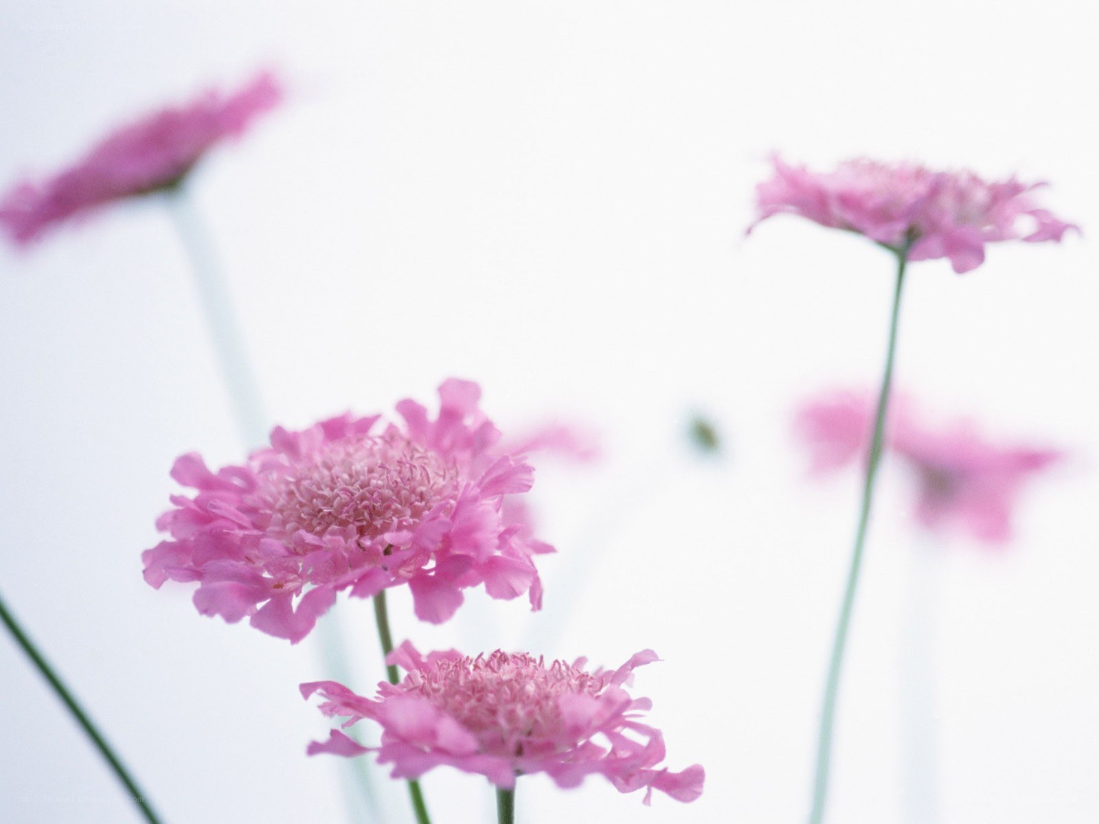 Pink flowers in soft focus