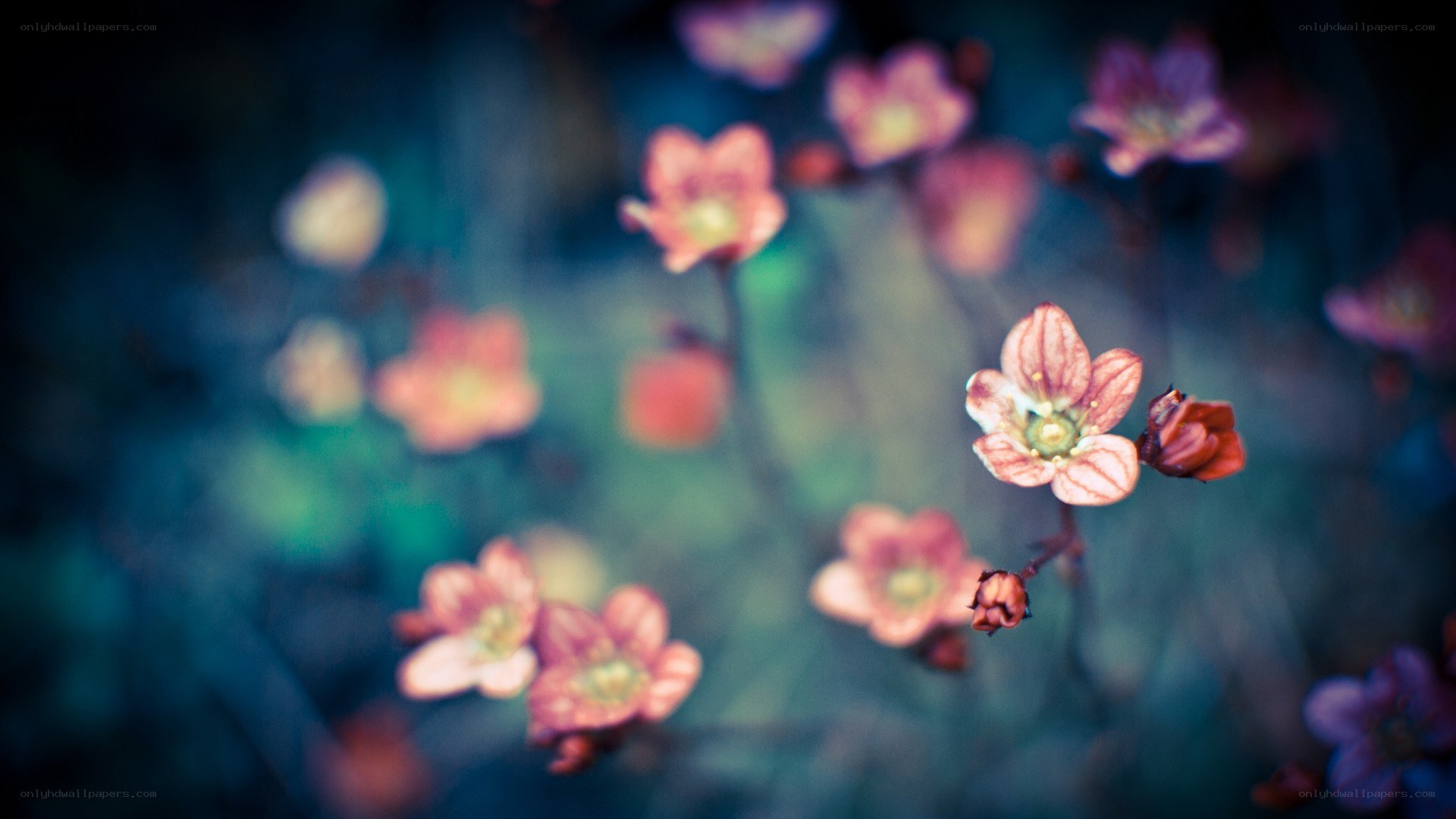 Pink flowers in soft focus