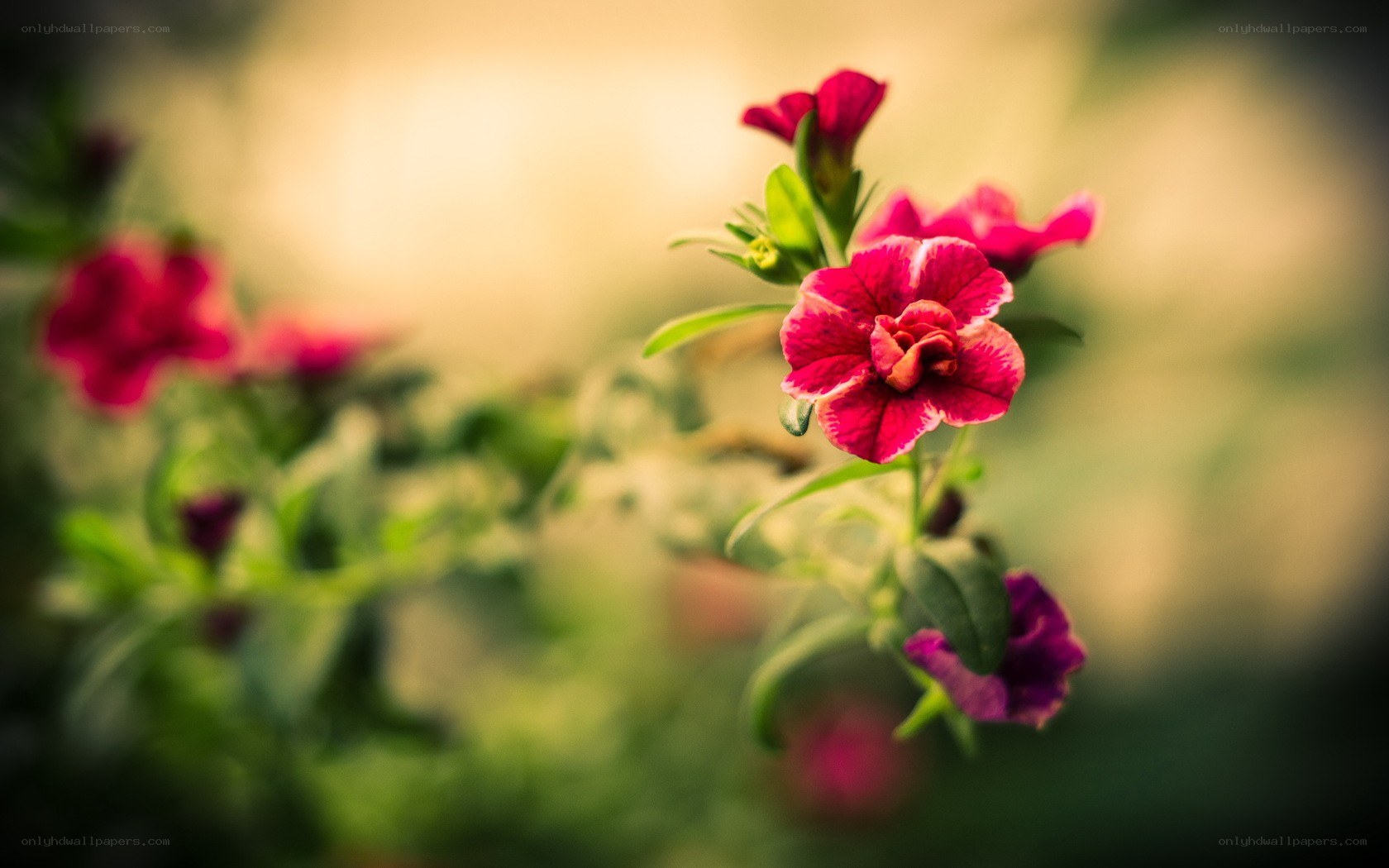 Pink flowers in soft focus