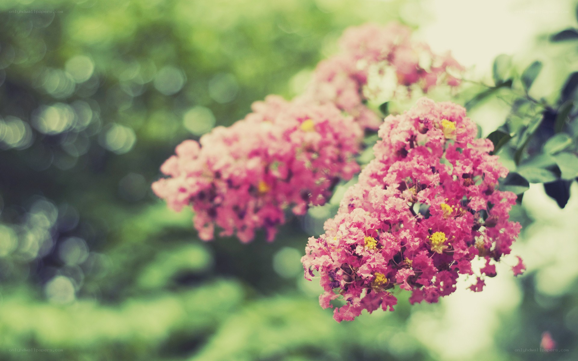 Pink flowers in soft focus