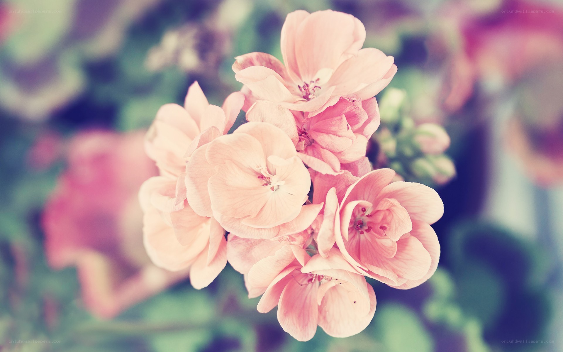 pink flowers in soft focus