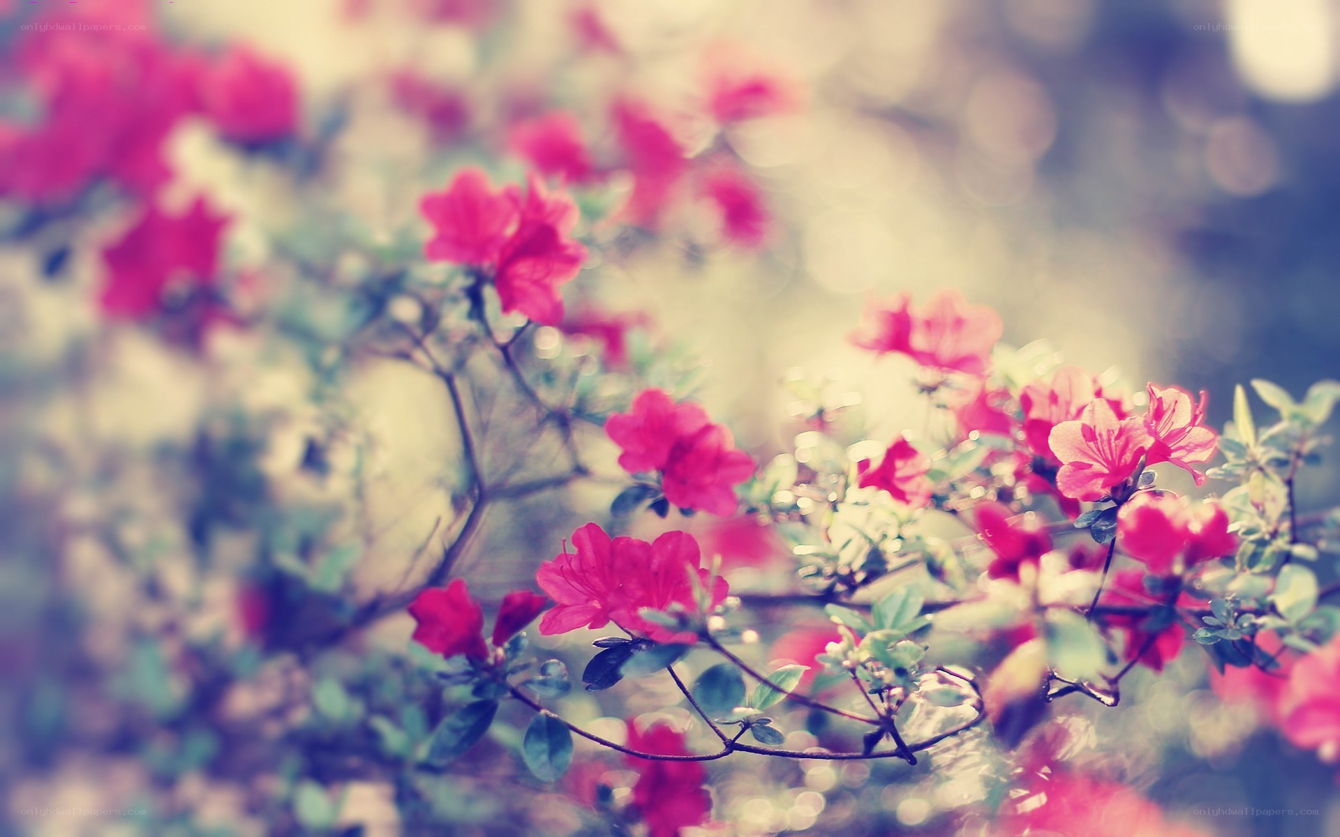 pink flowers in soft focus