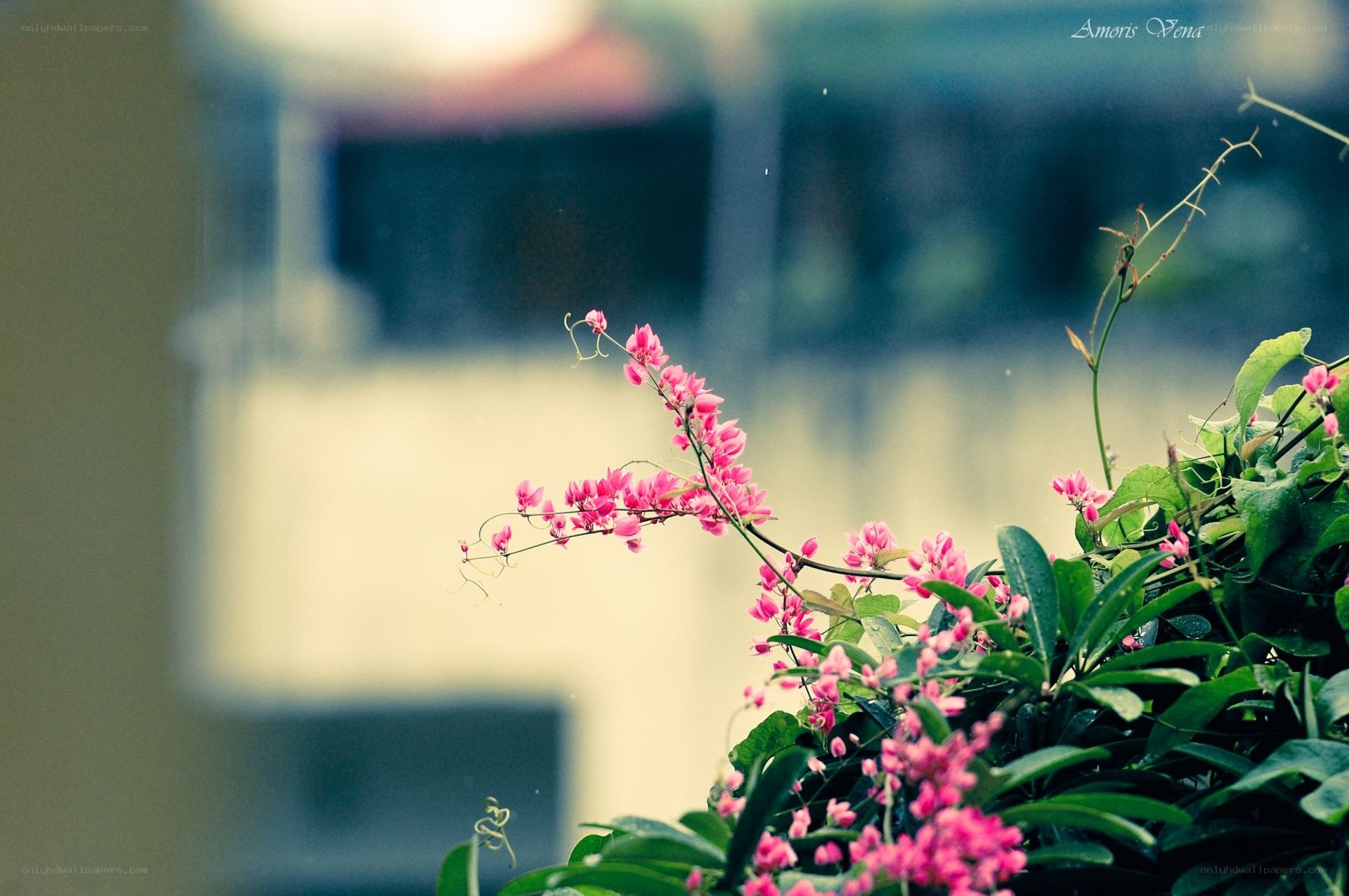 Pink flowers in soft focus