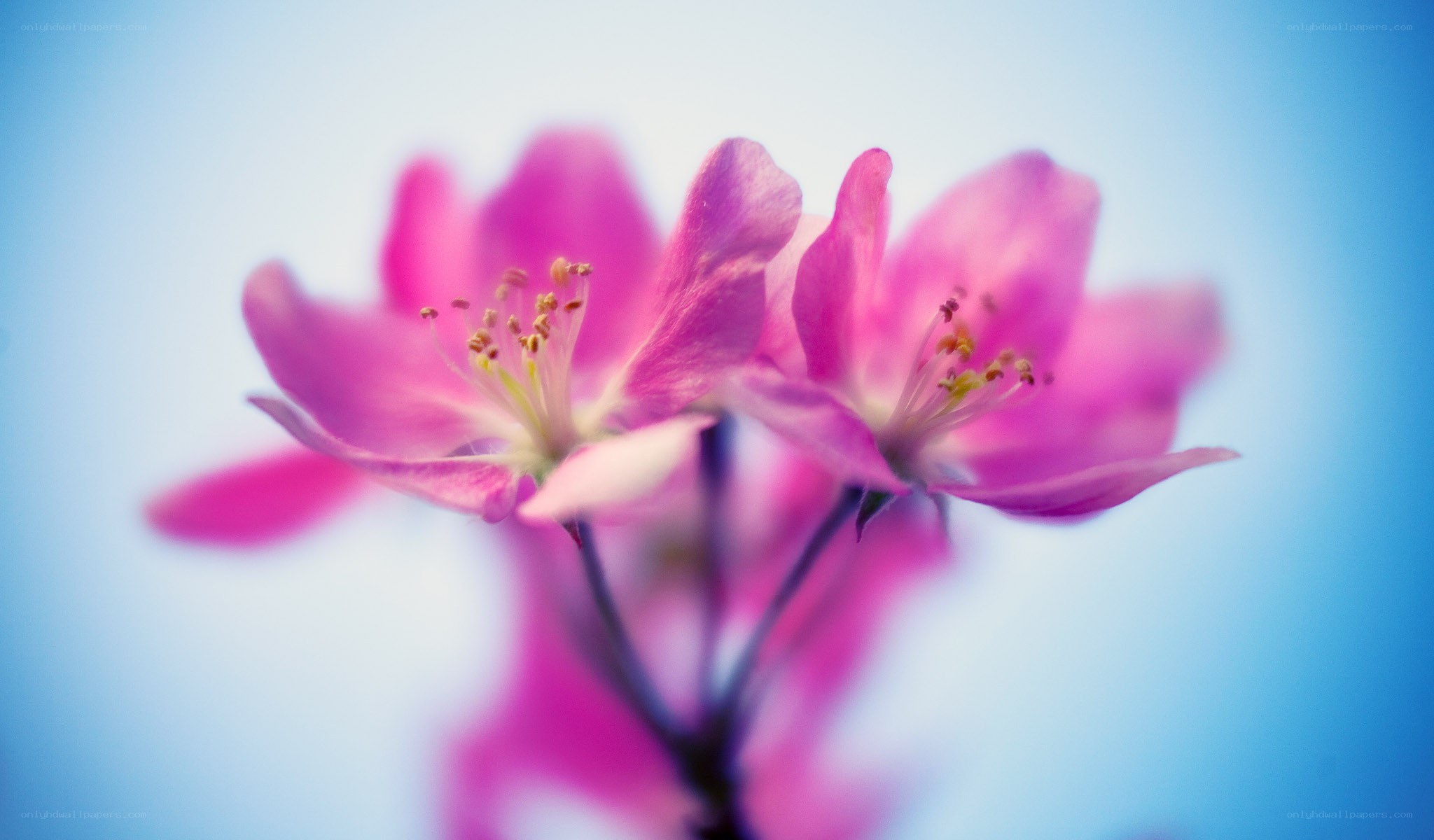 pink flowers in soft focus